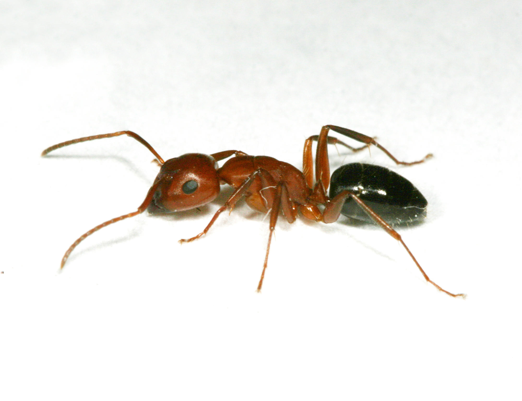 carpenter ants in singapore