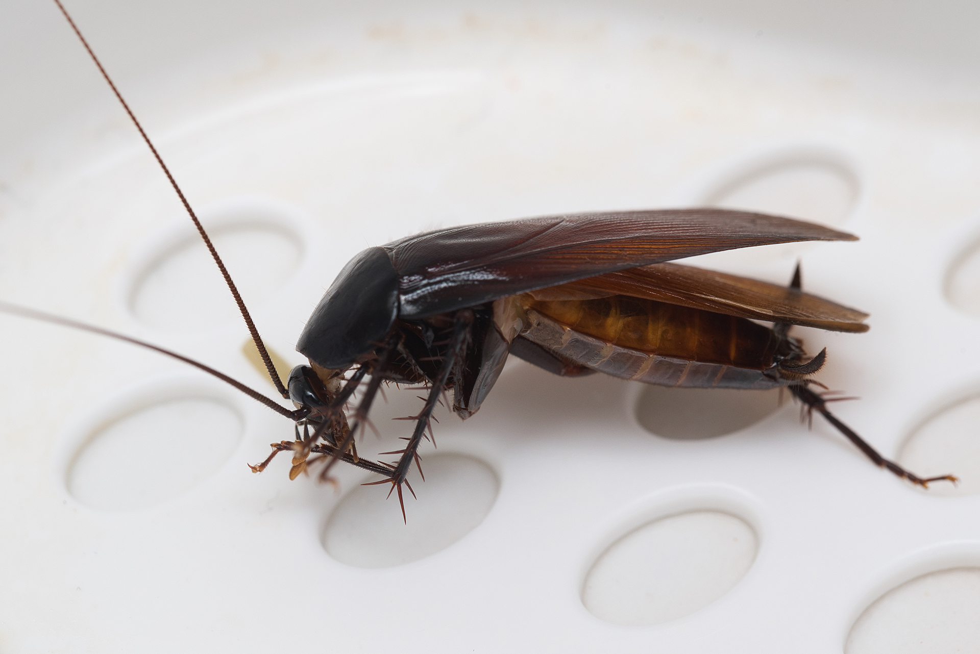 cockroach
