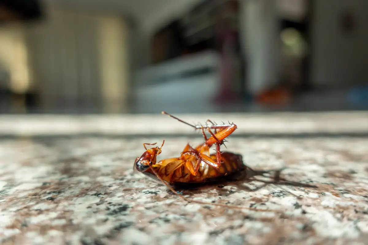 cockroach control for home
