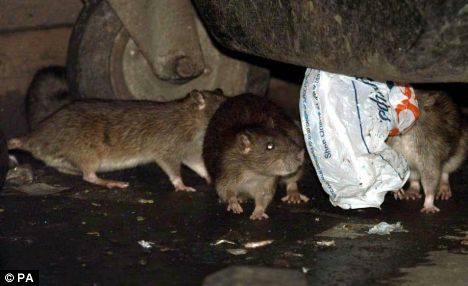 house mouse in singapore at the bins