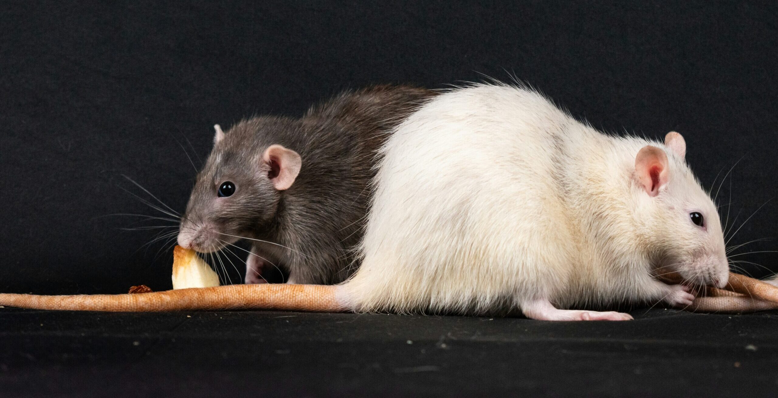 Rats & Rodents Control