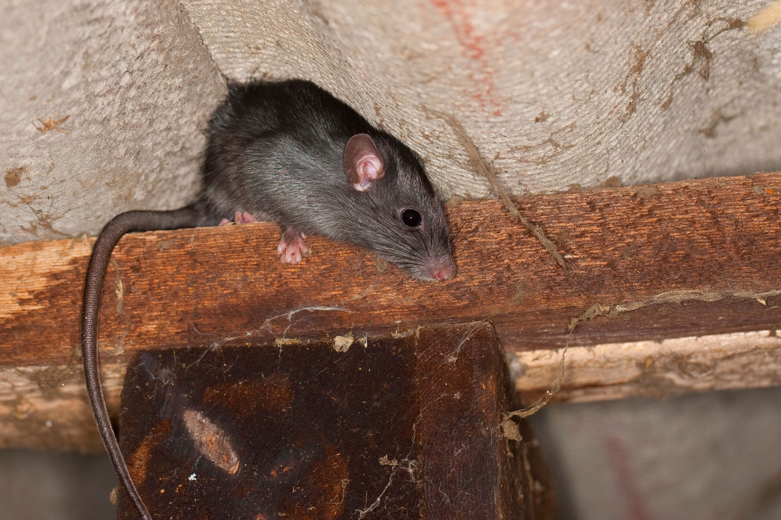Singapore rat control