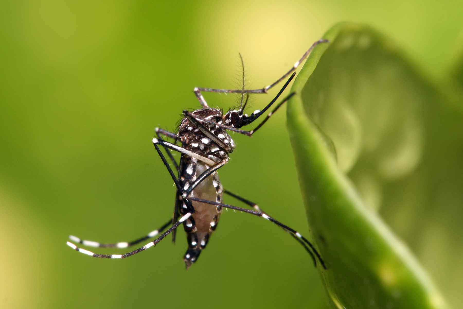 singapore Aedes aegypti mosquitoes