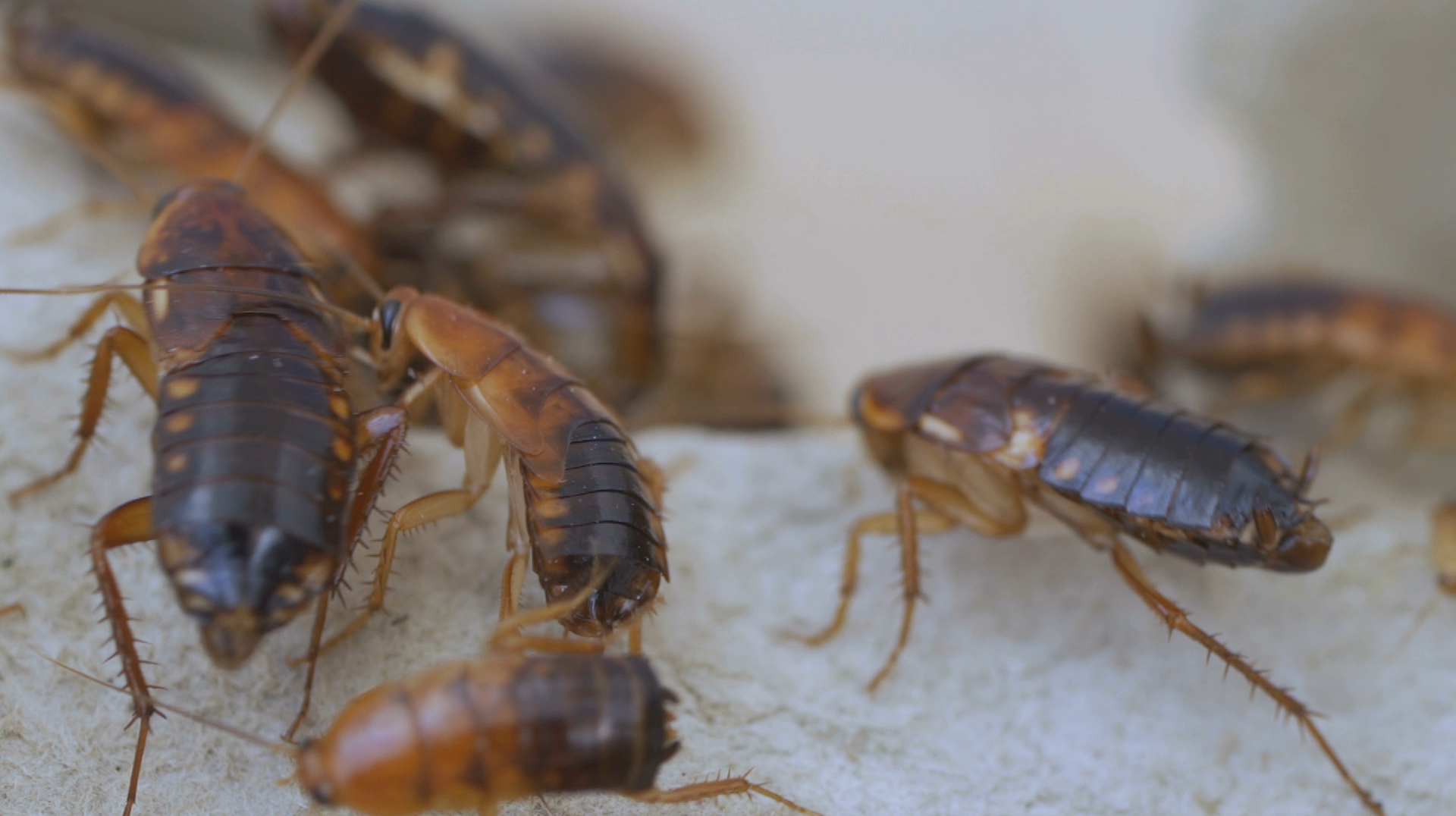 Cockroach pest control services
