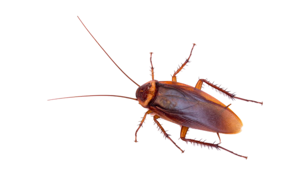 Cockroaches Pests Control American