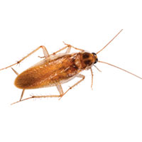 singapore pest control cockroaches