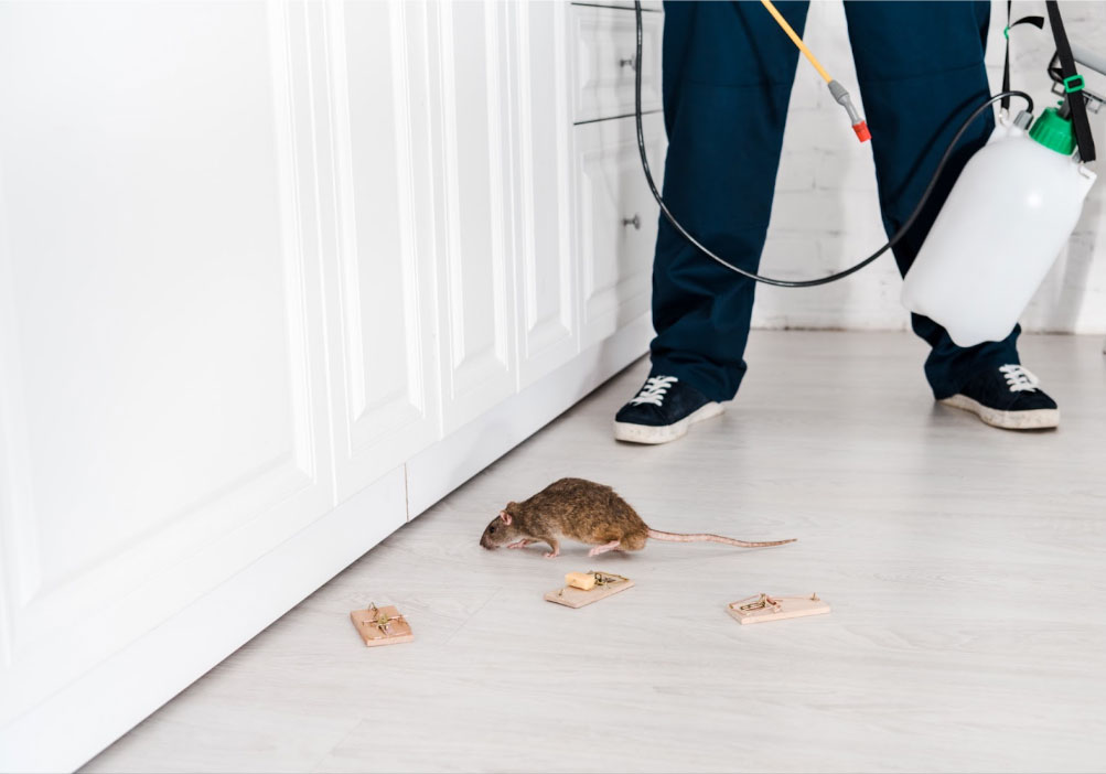 Diseases which are Indirectly Transmitted by Rats and Rodents