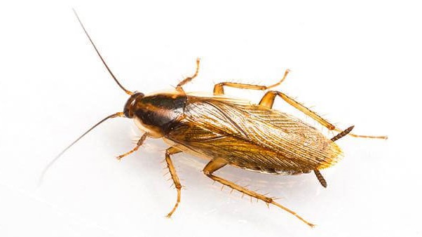 German Cockroach pest control in Singapore