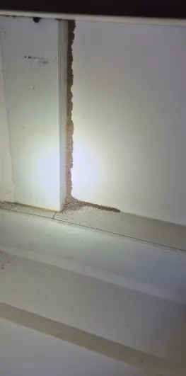 Remove Termite