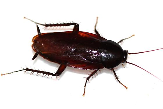 Smokey brown cockroach pest control in Singapore