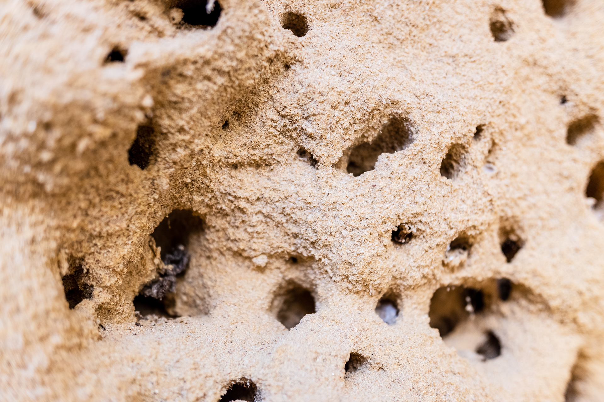 Ant nests in a sand termite mound.