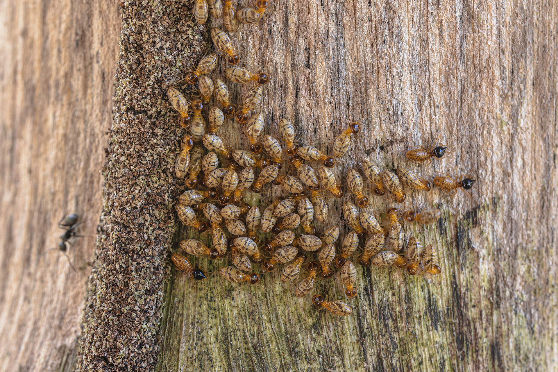 Group of termites consuming log