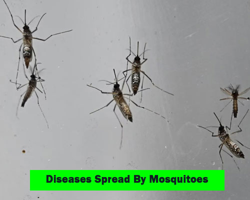 mosquitoes