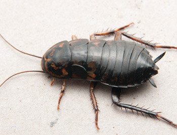 oriental cockroach pests control in Singapore