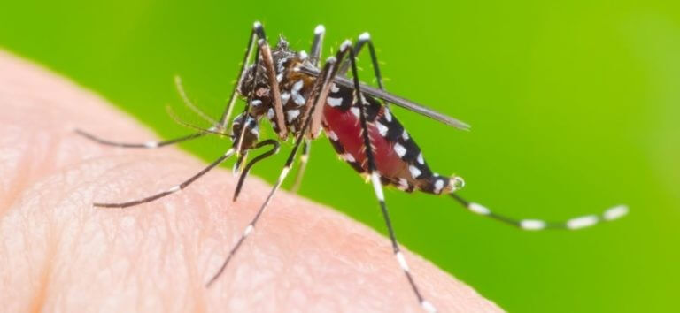 pest control company in singapore