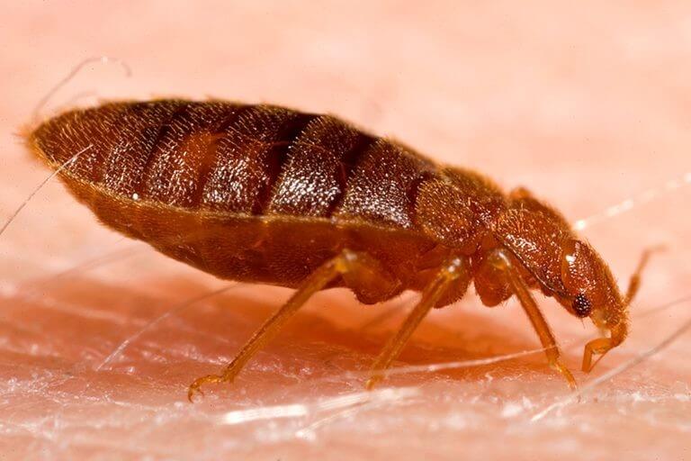 pest control in singapore