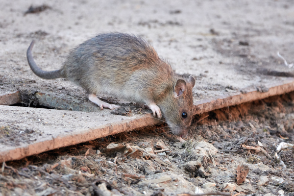 rats control on the street