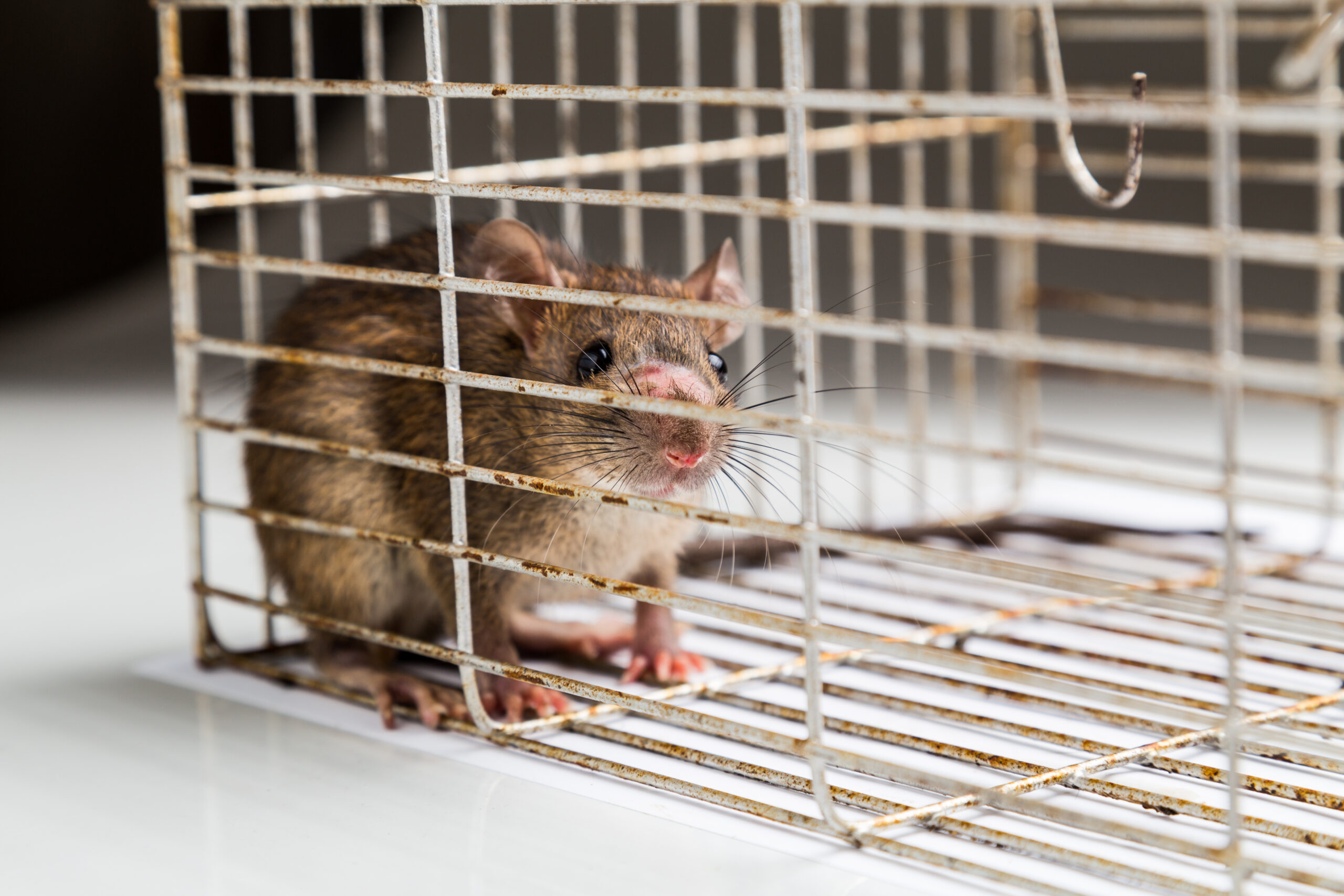 rats pest control services