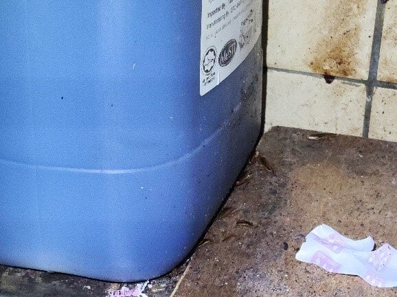 singapore pests control