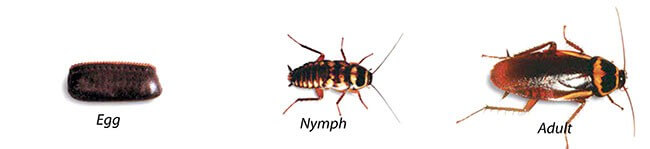 singapore pests control