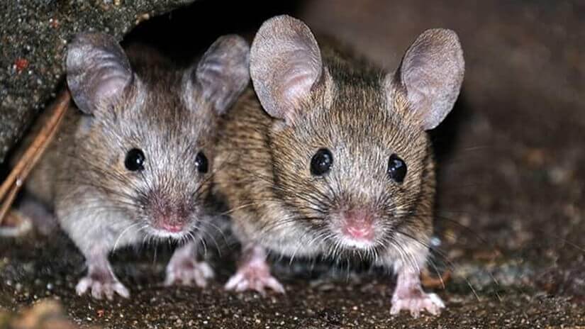singapore rats control
