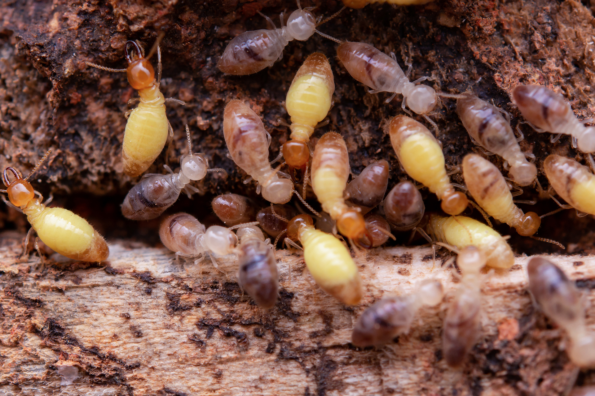 Singapore Termite Control
