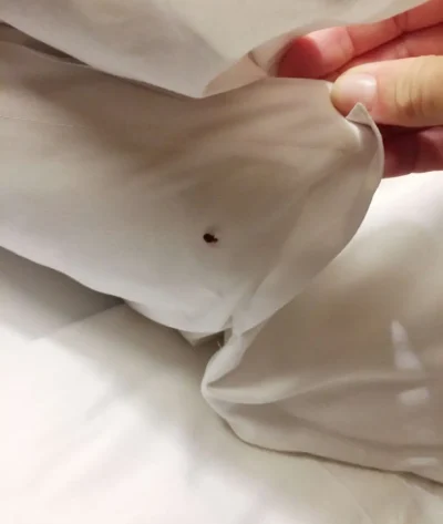 bed bug pest control