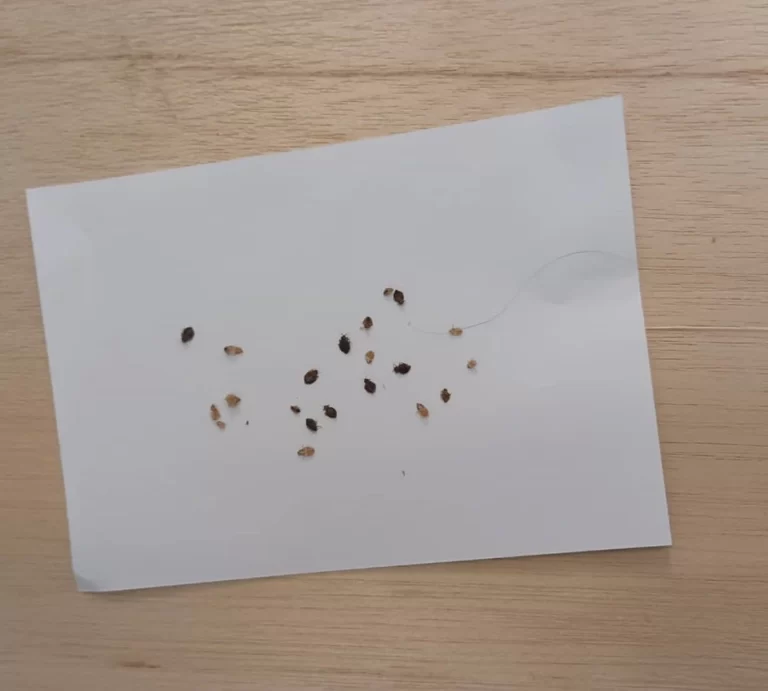 Bed Bug remove