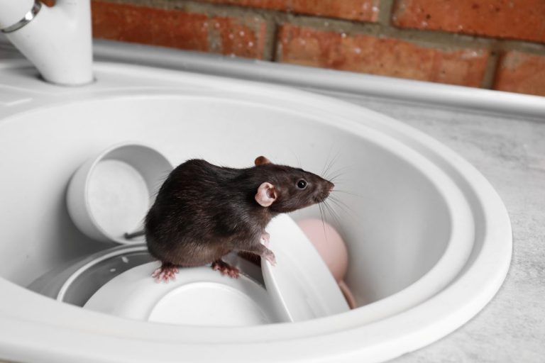Rat Infestations
