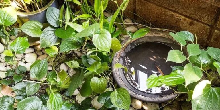 Mosquito breeding spots